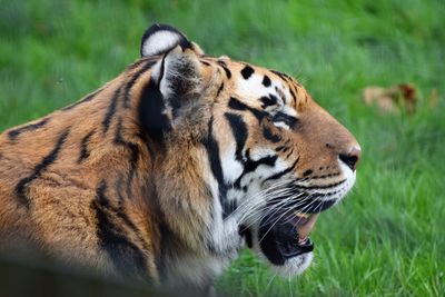 Tiger in a zoo