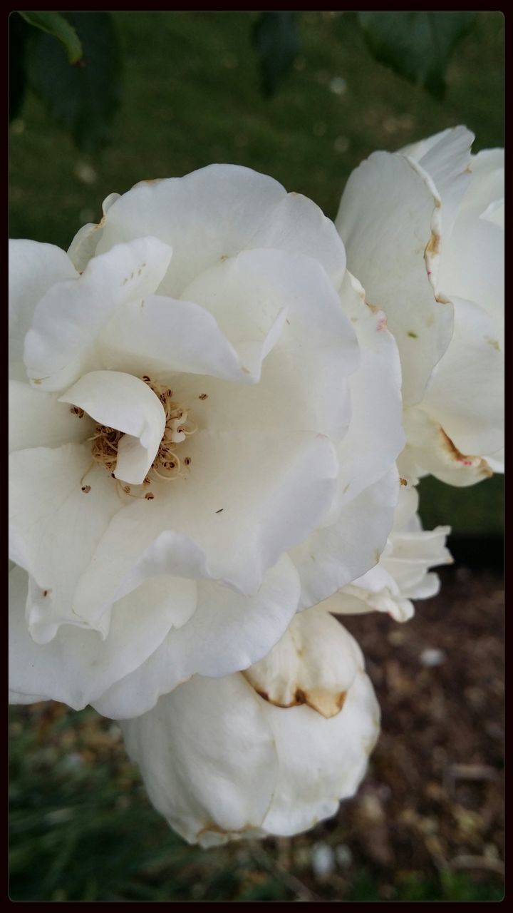 flower, transfer print, petal, flower head, fragility, freshness, white color, close-up, beauty in nature, auto post production filter, focus on foreground, nature, growth, blooming, single flower, white, in bloom, outdoors, day, no people