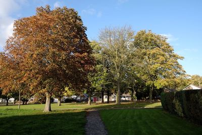 Trees in park against sky