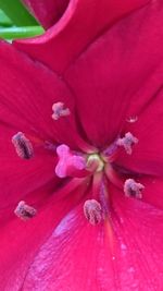Close-up of pink rose flower