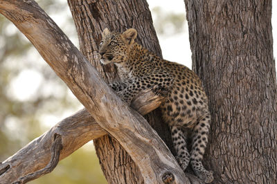 Close-up of a leopard cub on a tree