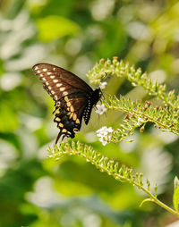 Close-up of butterfly pollinating on flower