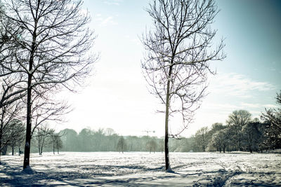 Bare trees on field against sky during winter