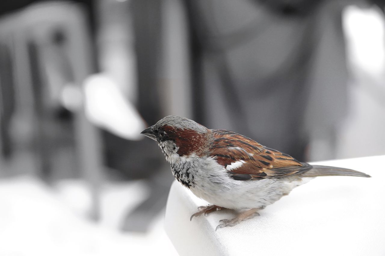 Bird on table