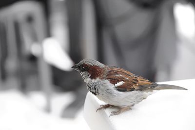 Close-up of bird perching on snow