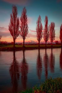 Trees by lake against sky during sunset