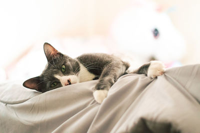 Cat sleeping on bed at home