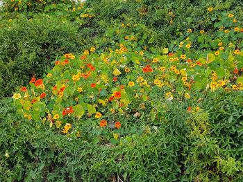 High angle view of flowering plants on field