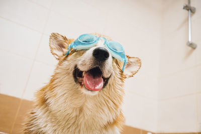 Close-up portrait of a dog