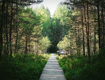 Trees in forest against sky