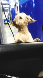 Dog sitting on window at home