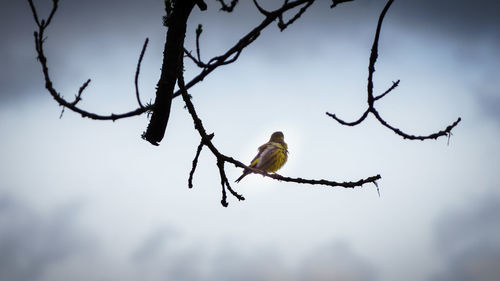 Low angle view of bird perching on branch