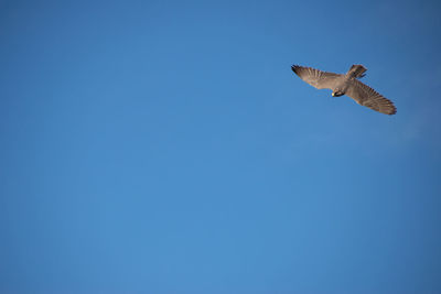 Low angle view of bird flying in sky