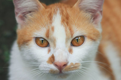 Close-up portrait of cat