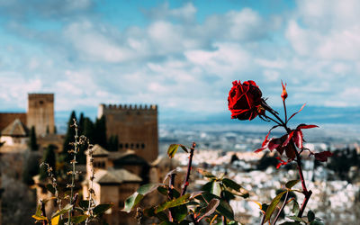 View of alhambra palace in granada, andalusia, spain - unesco world heritage site