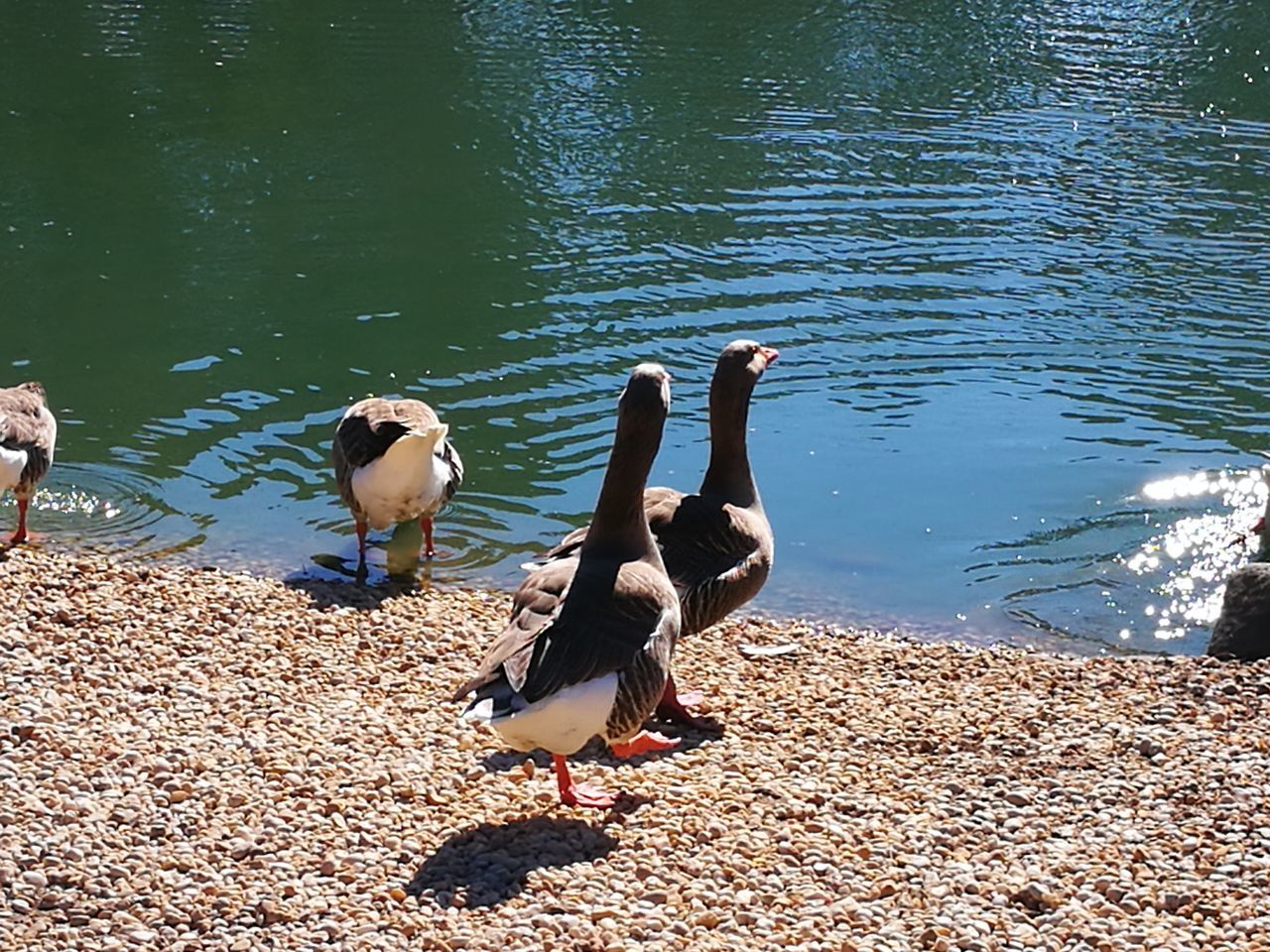 Jordan Springs lake