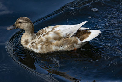 Side view of a duck in lake at llangorse 