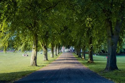 Trees in park