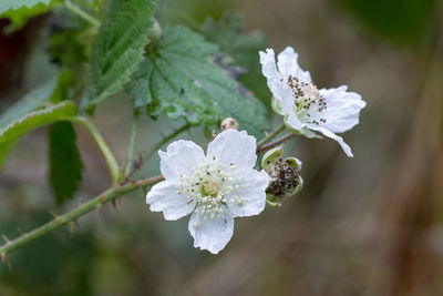 Close-up of white flowers