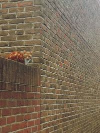 Cat lying on wall