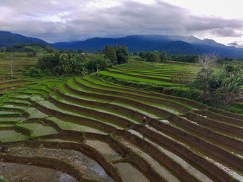 Scenic view of agricultural field against sky