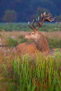 Deer in a field