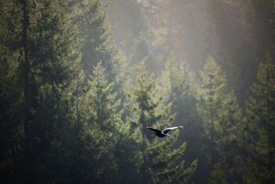 Bird flying over a forest