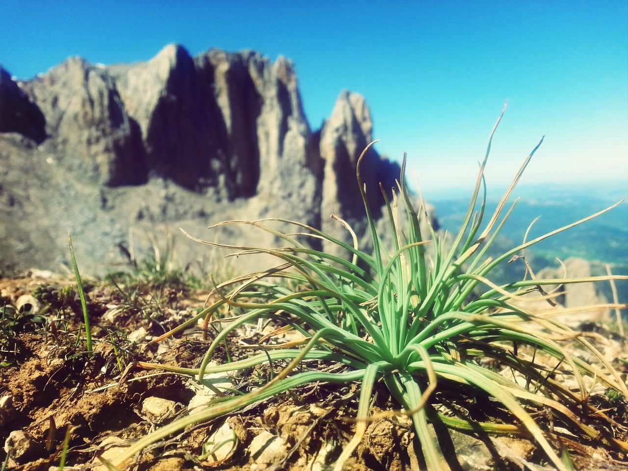 grass, plant, growth, nature, clear sky, tranquility, focus on foreground, beauty in nature, close-up, sky, mountain, tranquil scene, blue, field, scenics, day, growing, selective focus, outdoors, sunlight