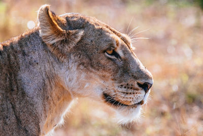 Close-up of a cat looking away