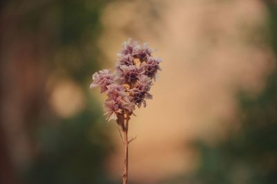 Close-up of pink flowering plant