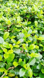 Close-up of green leaves on plant