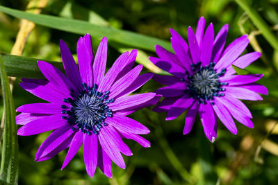 Close-up of purple flower