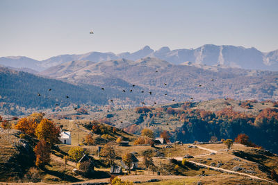 Birds flying over landscape