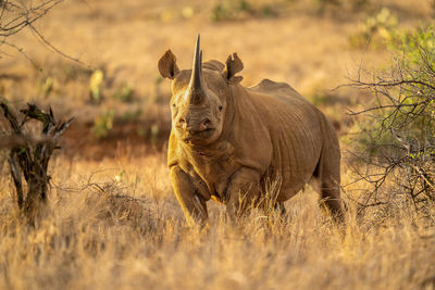 Black rhino