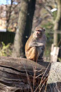 Monkey sitting on a tree