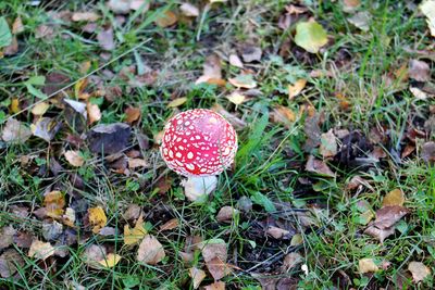 Close-up of fly agaric mushroom on field