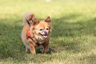 Small blond chihuahua mixed breed dog in a harness at the dog park