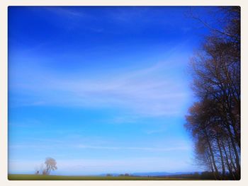 Low angle view of bare trees against blue sky