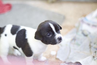 High angle view of puppy