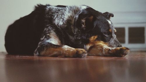 Dog relaxing on hardwood floor at home