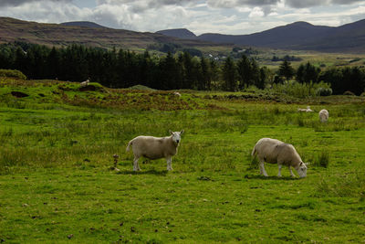 Sheep pasture in scotland, united kingdom