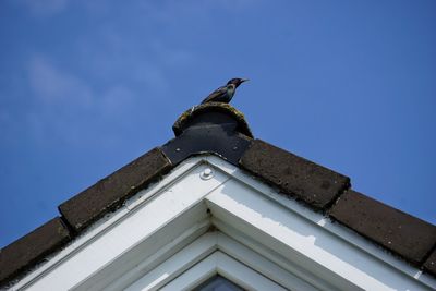 Low angle view of bird perching on building roof