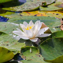 Close-up of lotus water lily in pond
