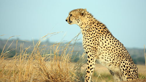 Side view of a cat looking away