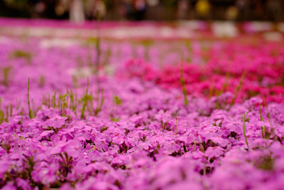 Pink flowers blooming outdoors