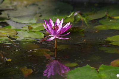 Close-up of water lily in lake