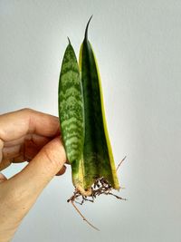 Close-up of hand holding leaf against wall