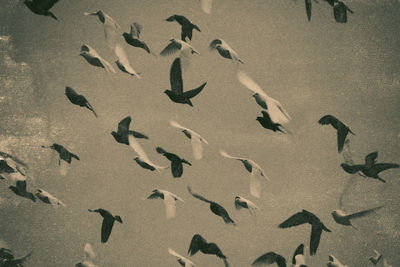 Birds flying in sky