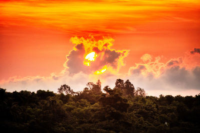 Silhouette trees against sky during sunset