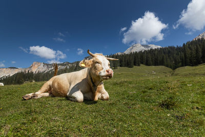 View of a horse on field against sky